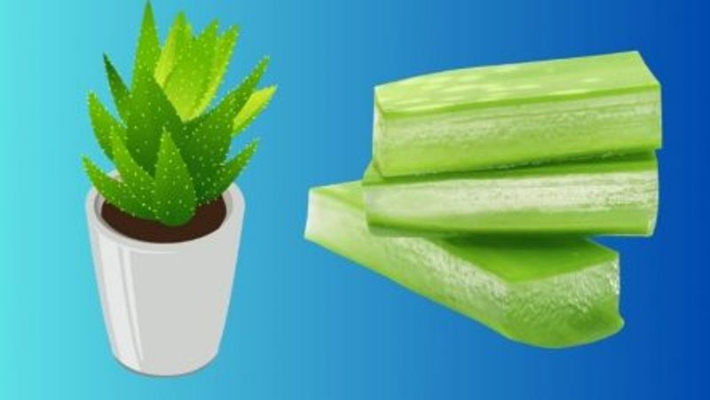 5 Health Benefits of Aloe Vera